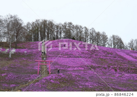北海道　大空町　ひがしもこと芝桜公園 86846224