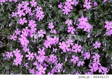 北海道　大空町　ひがしもこと芝桜公園のシバザクラ 86846225