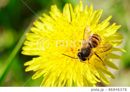 Close-up bee on dandelion. Pollination of plants, beekeeping. Spring nature. Close-up bee on dandelion. Pollination of plants, beekeeping. Spring nature. 86846378