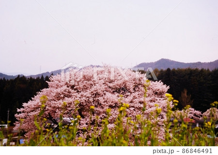 満開の桜　黒部のエドヒガン 86846491