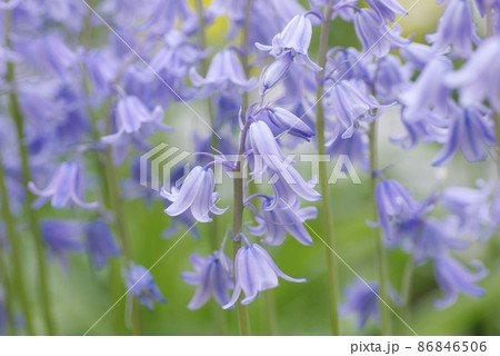 ツリガネスイゼン(ブルーベル,釣鐘水仙)の下向きに咲く紫の小花が可愛い ツリガネスイゼン(ブルーベル,釣鐘水仙)の下向きに咲く紫の小花が可愛い 86846506