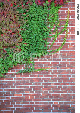 背景素材・蔦とレンガ壁 86846508