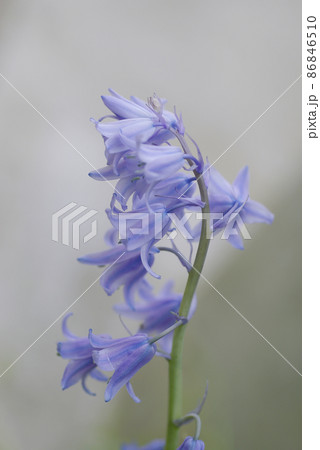 ツリガネスイゼン（ブルーベル,釣鐘水仙）の下向きに咲く紫の小花が可愛い 86846510