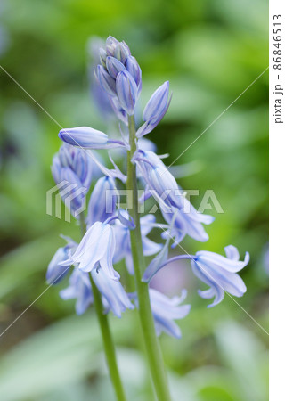 ツリガネスイゼン(ブルーベル,釣鐘水仙)の下向きに咲く紫の小花が可愛い ツリガネスイゼン(ブルーベル,釣鐘水仙)の下向きに咲く紫の小花が可愛い 86846513