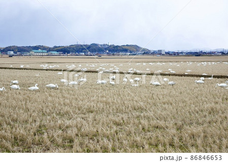 山陰　島根の田んぼに飛来してきた白鳥たち 86846653