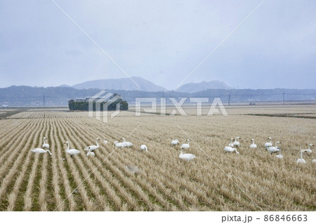 山陰　島根の田んぼに飛来してきた白鳥たち 86846663