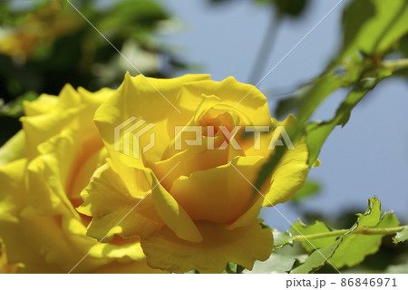 黄色(ビタミンカラー)いバラ(薔薇)の花から元気をもらう 黄色(ビタミンカラー)いバラ(薔薇)の花から元気をもらう 86846971