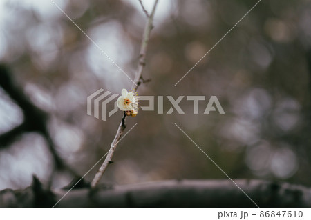 春の小金井公園の蝋梅 86847610
