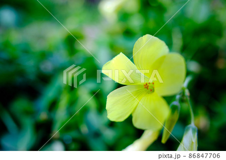 草むらに咲くオオキバナカタバミの花 草むらに咲くオオキバナカタバミの花 86847706