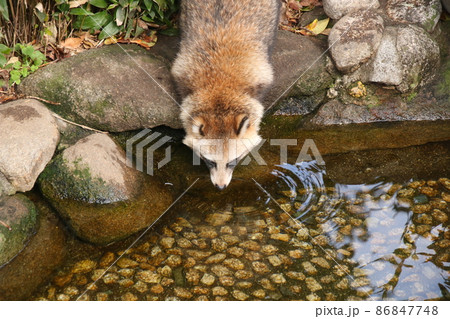 水を飲む狸 水を飲む狸 86847748