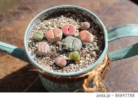 個性的な多肉リトープス 86847788