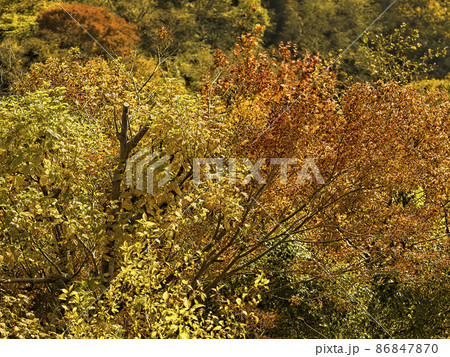 秋の六甲山 紅葉の森 / Mt. Rokko, Kobe, Japan 秋の六甲山 紅葉の森 / Mt. Rokko, Kobe, Japan 86847870