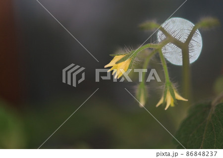 トマト つぼみ 花びら 86848237
