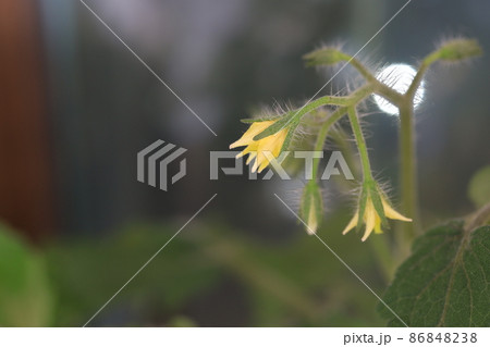 トマト つぼみ 花びら 86848238