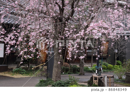 谷中天王寺のしだれ桜 谷中天王寺のしだれ桜 86848349