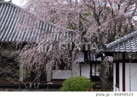 谷中天王寺のしだれ桜 谷中天王寺のしだれ桜 86848525