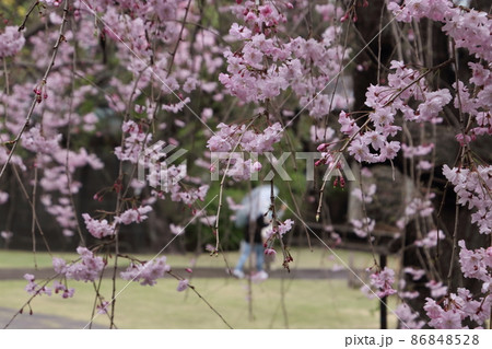 谷中天王寺のしだれ桜 86848528
