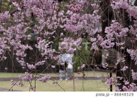 谷中天王寺のしだれ桜 86848529
