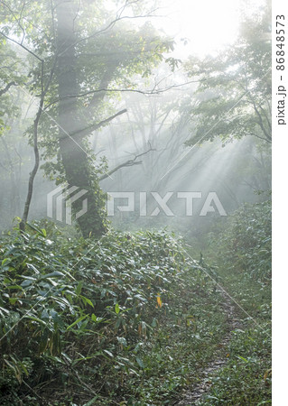 ブナ林の道に光芒が差し込む風景（大山鏡ヶ成） 86848573