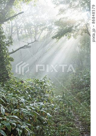 ブナ林の道に光芒が差し込む風景(大山鏡ヶ成) ブナ林の道に光芒が差し込む風景(大山鏡ヶ成) 86848579