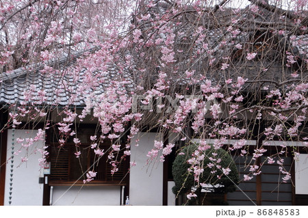 谷中天王寺のしだれ桜 谷中天王寺のしだれ桜 86848583