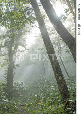 ブナ林の道に光芒が差し込む風景(大山鏡ヶ成) ブナ林の道に光芒が差し込む風景(大山鏡ヶ成) 86848615
