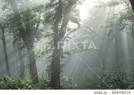 ブナ林の道に光芒が差し込む風景(大山鏡ヶ成) ブナ林の道に光芒が差し込む風景(大山鏡ヶ成) 86848616