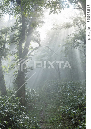 ブナ林の道に光芒が差し込む風景(大山鏡ヶ成) ブナ林の道に光芒が差し込む風景(大山鏡ヶ成) 86848618