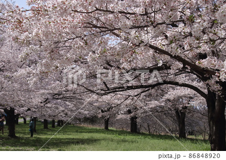 入間川サイクルロード桜並木 86848920