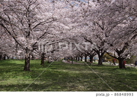 入間川サイクルロード桜並木 入間川サイクルロード桜並木 86848993