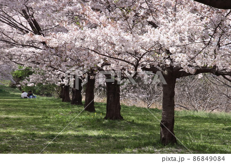 入間川サイクルロード桜並木 入間川サイクルロード桜並木 86849084