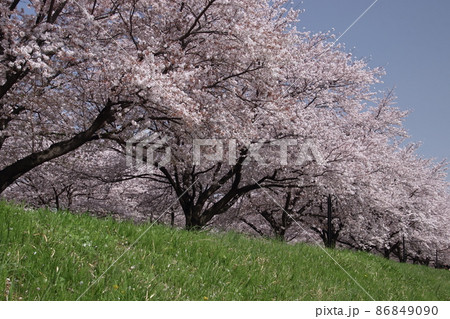 入間川サイクルロード桜並木 入間川サイクルロード桜並木 86849090