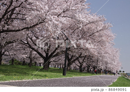 入間川サイクルロード桜並木 86849091