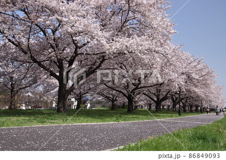 入間川サイクルロード桜並木 86849093