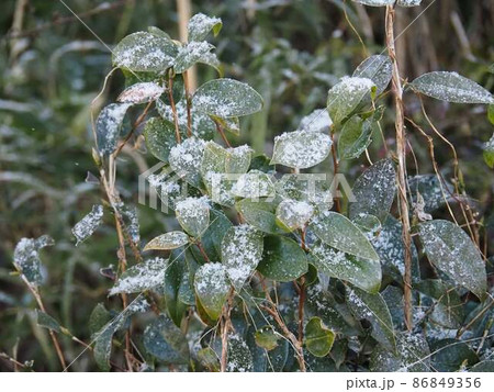 緑の葉っぱにうっすら雪が積もったよ 緑の葉っぱにうっすら雪が積もったよ 86849356
