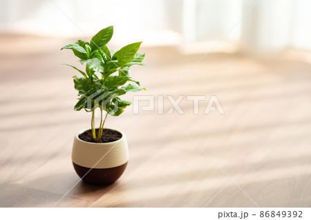 コーヒーノキ コーヒーノキ 86849392