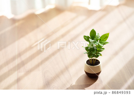 コーヒーノキ 86849393