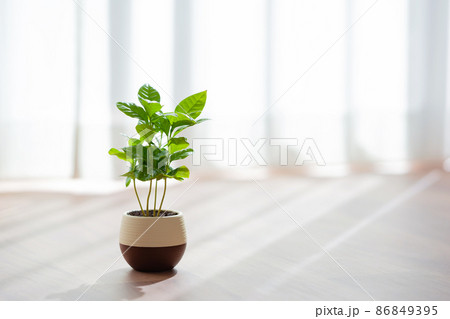 コーヒーノキ 86849395