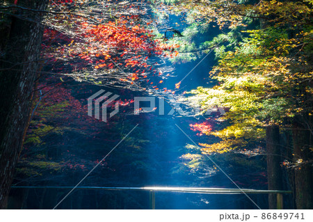 静岡県周智郡森町一宮　小国神社　晩秋の風景 86849741