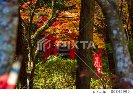 静岡県袋井市村松　油山寺　晩秋の風景 86849999