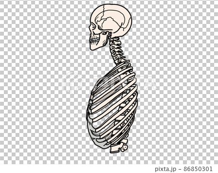 Skeleton with the rib cage lowered (internal intercostal muscles) when exhaling (exhalation) 86850301
