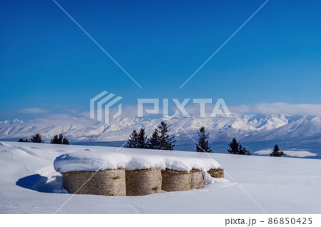雪に埋もれた牧草ロールのある冬景色 ( 北海道 上富良野町 ) 雪に埋もれた牧草ロールのある冬景色 ( 北海道 上富良野町 ) 86850425