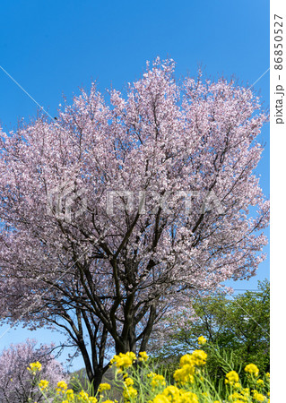 春 満開の桜と菜の花畑 春 満開の桜と菜の花畑 86850527