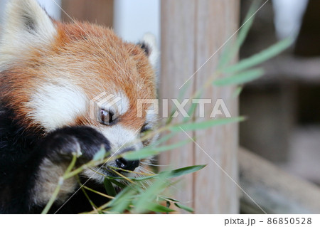 レッサーパンダ レッサーパンダ 86850528