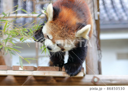レッサーパンダ 86850530