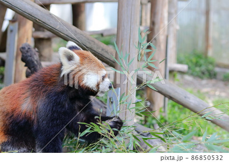 レッサーパンダ レッサーパンダ 86850532