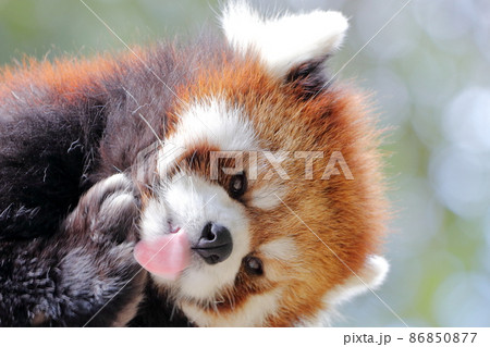レッサーパンダ レッサーパンダ 86850877
