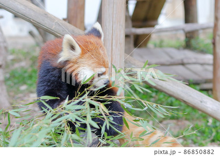レッサーパンダ レッサーパンダ 86850882