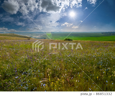 Wild flowers in steppe and blue sky Wild flowers in steppe and blue sky 86851332