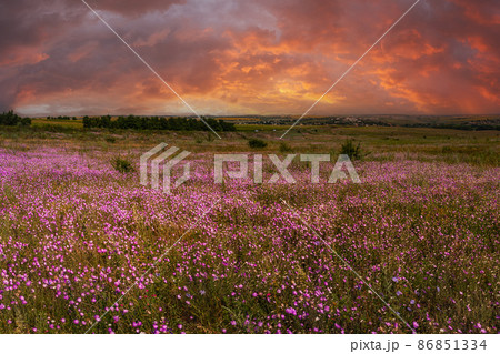 Wild purple flowers in steppe and sunrise Wild purple flowers in steppe and sunrise 86851334